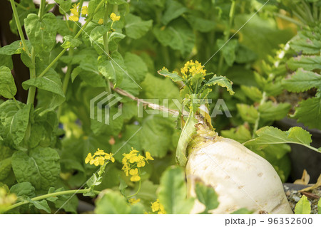 すぐき菜の花 すぐき菜の花 96352600