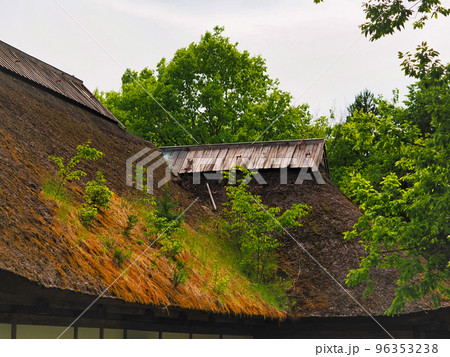 雑草の生えた古い茅葺屋根 96353238