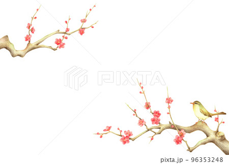 紅梅の枝に止まるうぐいすの背景 横 手描き色鉛筆画 紅梅の枝に止まるうぐいすの背景 横 手描き色鉛筆画 96353248