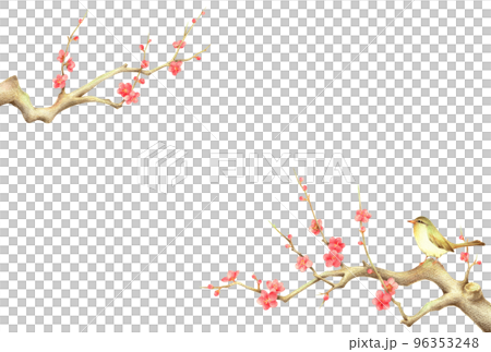 紅梅の枝に止まるうぐいすの背景 横 手描き色鉛筆画 紅梅の枝に止まるうぐいすの背景 横 手描き色鉛筆画 96353248