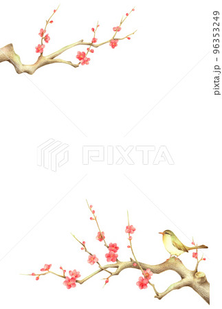 紅梅の枝に止まるうぐいすの背景　縦　手描き色鉛筆画 96353249