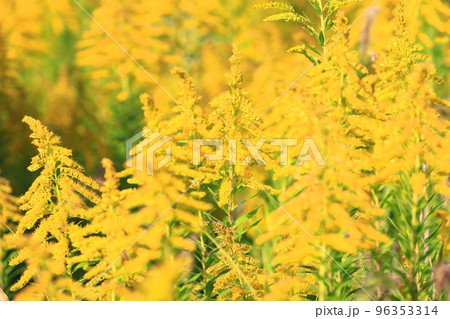 群生する背高泡立草（セイタカアワダチソウ） 96353314