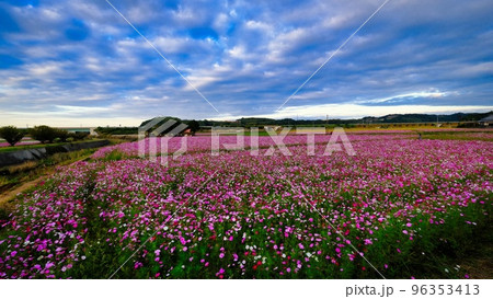 大分県三光コスモス祭りの風景 大分県三光コスモス祭りの風景 96353413