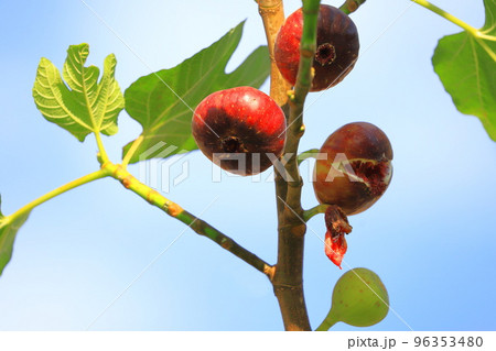 熟し始めた無花果（イチジク）の実 96353480