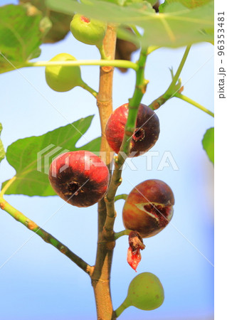 熟し始めた無花果(イチジク)の実 熟し始めた無花果(イチジク)の実 96353481