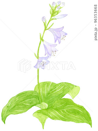 ギボウシの花の水彩画 ギボウシの花の水彩画 96353668