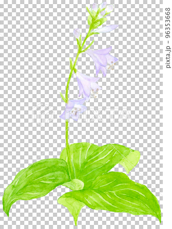 ギボウシの花の水彩画 ギボウシの花の水彩画 96353668