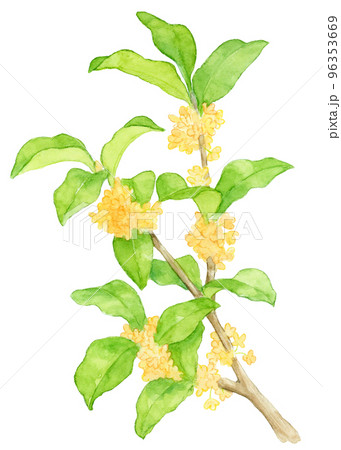 金木犀の花の水彩画 96353669