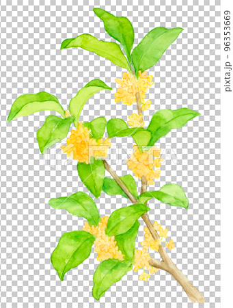 金木犀の花の水彩画 96353669