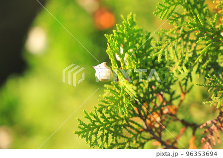 児の手柏(コノテガシワ)の実と種 児の手柏(コノテガシワ)の実と種 96353694