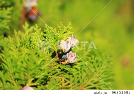 児の手柏(コノテガシワ)の実と種 児の手柏(コノテガシワ)の実と種 96353695