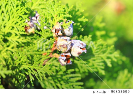 児の手柏（コノテガシワ）の実と種 96353699