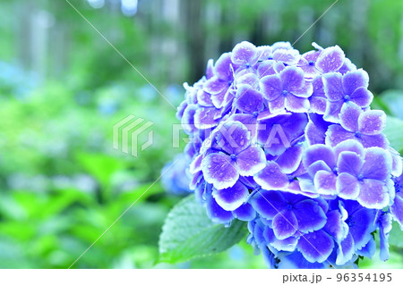 品種改良された青紫が美しいアジサイ 96354195
