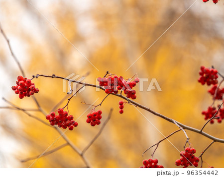 A bunch of red rowan in autumn leaves. A bunch of red rowan in autumn leaves. 96354442