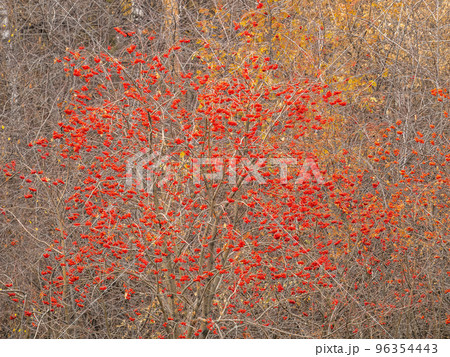 A bunch of red rowan in autumn leaves. A bunch of red rowan in autumn leaves. 96354443