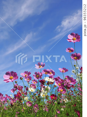 コスモスの花（Cosmos flower） 96355212