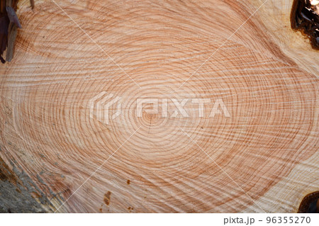 ヒノキ(檜)の間伐材と年輪 ヒノキ(檜)の間伐材と年輪 96355270