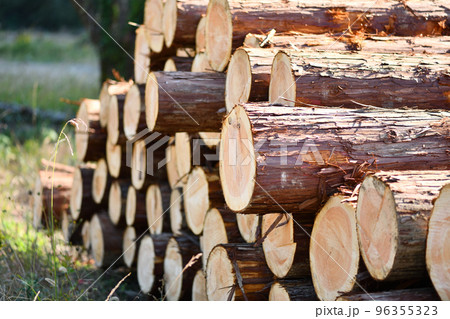 秋の間伐材・ヒノキ(桧) 秋の間伐材・ヒノキ(桧) 96355323