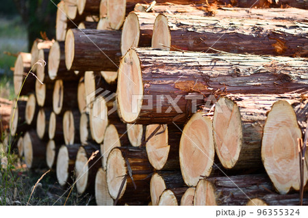 秋の間伐材・ヒノキ(桧) 秋の間伐材・ヒノキ(桧) 96355324