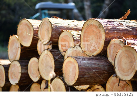 秋の間伐材・ヒノキ（桧） 96355325
