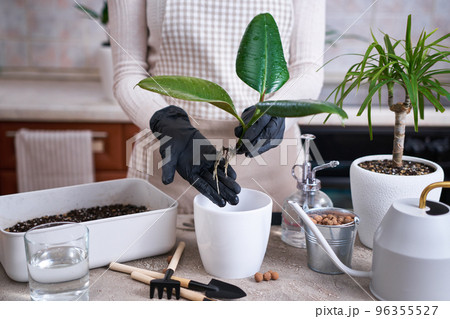 Woman planting Ficus elastica Rooted cutting at home Woman planting Ficus elastica Rooted cutting at home 96355527