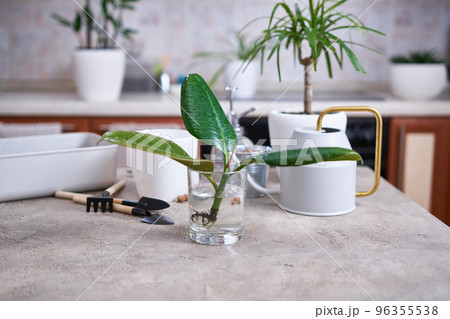 Ficus elastica Rooted cutting in a glass at home ready for planting 96355538