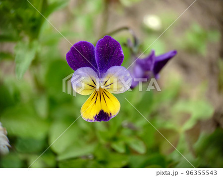 Close-up of a tricolor flower pansies on a grass background Close-up of a tricolor flower pansies on a grass background 96355543