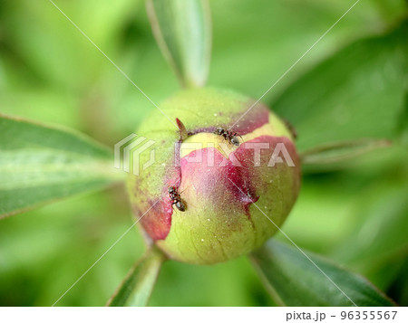 Close-up of an unopened peony bud with an ant on the surface Close-up of an unopened peony bud with an ant on the surface 96355567