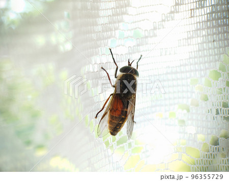 Green-eyed insect horse fly close-up on white curtains Green-eyed insect horse fly close-up on white curtains 96355729
