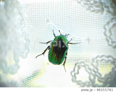 A large green beetle crawls up the white curtains A large green beetle crawls up the white curtains 96355781