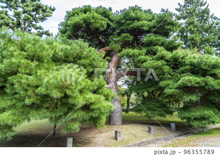 【京都府】京都御苑にある立派な松の木 96355789