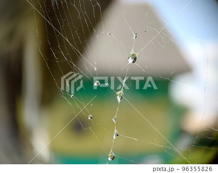 Gossamer with raindrops on the surface outdoors Gossamer with raindrops on the surface outdoors 96355826