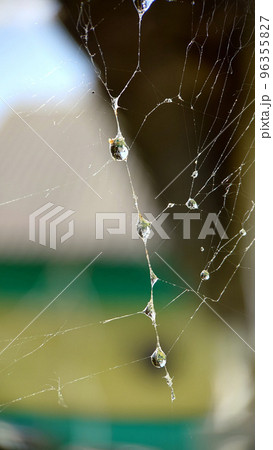 Gossamer with dew drops on the surface outdoors Gossamer with dew drops on the surface outdoors 96355827
