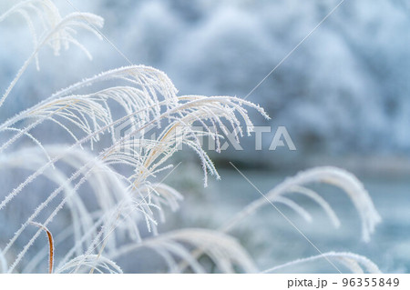 【冬素材】霧氷に覆われたススキ【長野県】 96355849