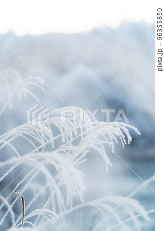 【冬素材】霧氷に覆われたススキ【長野県】 96355850