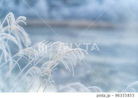 【冬素材】霧氷に覆われたススキ【長野県】 96355855