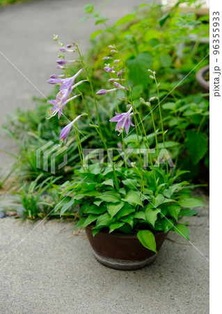 鉢植えの黄中斑オトメギボウシ 96355933