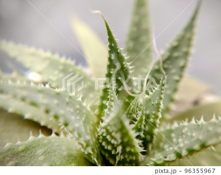 Succulent perennial plant from the genus Aloe in a pot 96355967