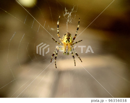 Garden striped spider with green round eyes 96356038