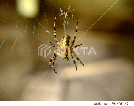 Striped spider with green eyes hanging on a web 96356039