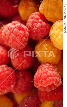 A handful of ripe garden red and yellow raspberries close-up 96356247