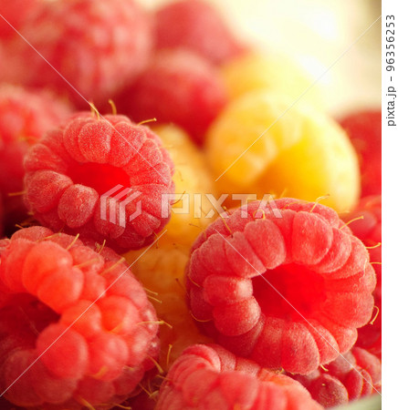 Red and yellow garden raspberries close-up selective focus 96356253