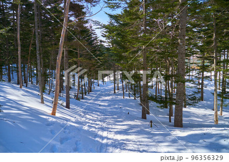 冬の奥白根山方面の二荒山神社を過ぎた後の樹林帯の登山道の様子 96356329