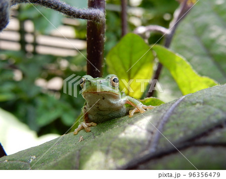 アマガエル アマガエル 96356479