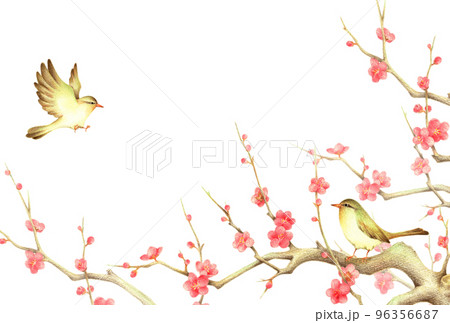 紅梅の枝に止まるうぐいすと羽ばたくうぐいすの背景 　横　手描き色鉛筆画 96356687