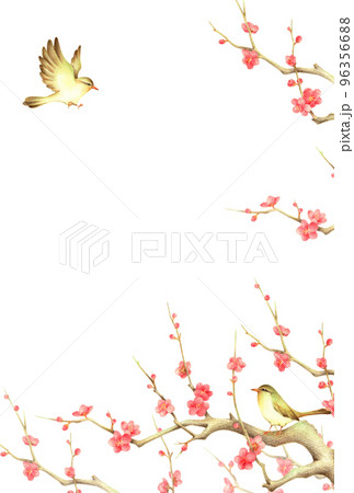 紅梅の枝に止まるうぐいすと羽ばたくうぐいすの背景　縦　手描き色鉛筆画 96356688