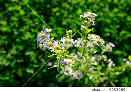 信濃川・やすらぎ堤の姫女苑 96356694