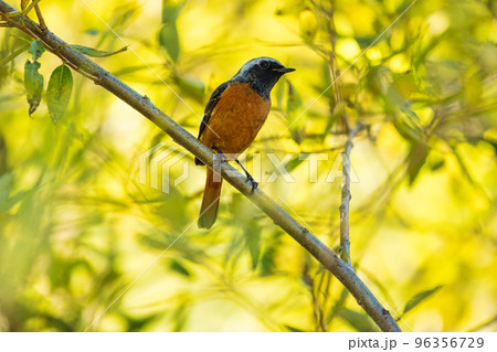 ジョウビタキ(オス) ジョウビタキ(オス) 96356729