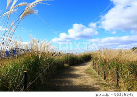 曽爾高原　すすきの群生 96356945