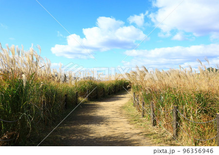 曽爾高原　すすきの群生 96356946